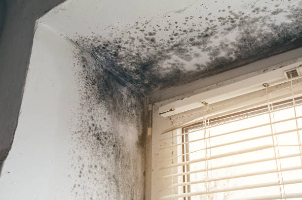 Mold Removal service in Tewksbury